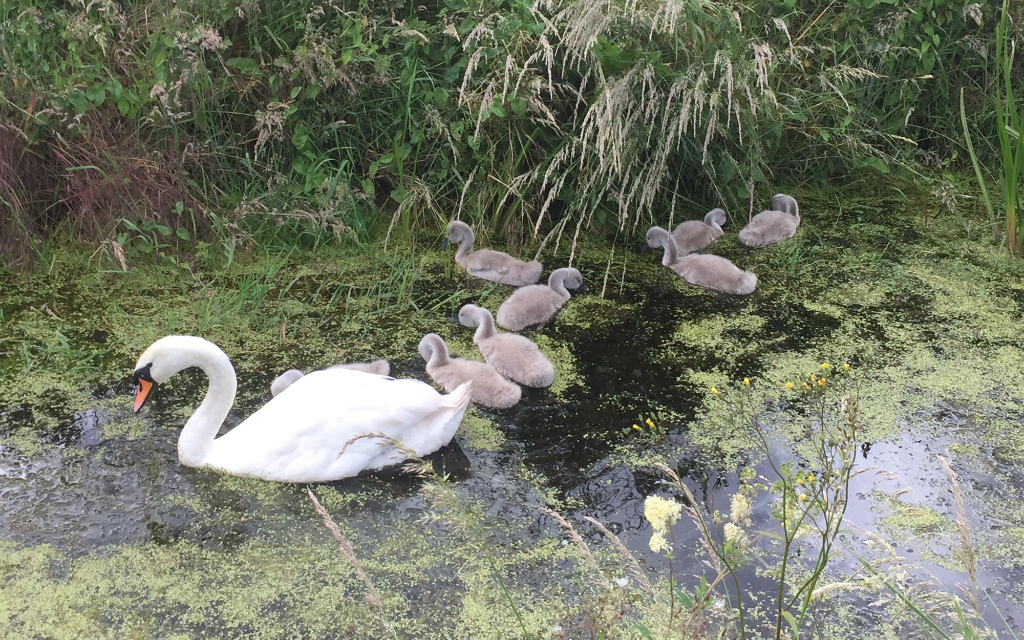 Swans On The Somerset Levels